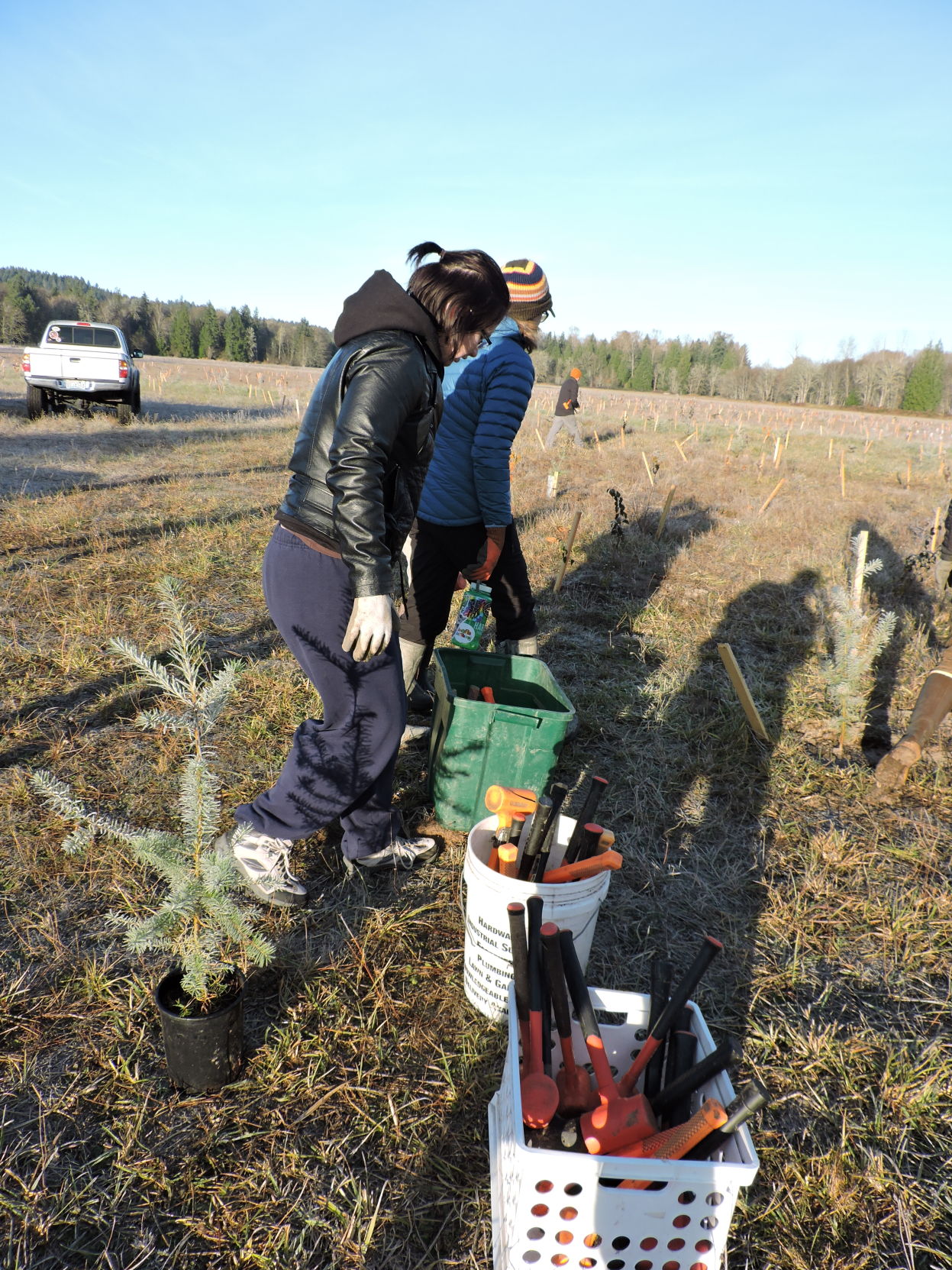 4 Mallets to plant baby trees.JPG